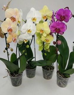 Акция: орхидея в подарок