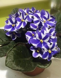 Акция: фиалка в подарок