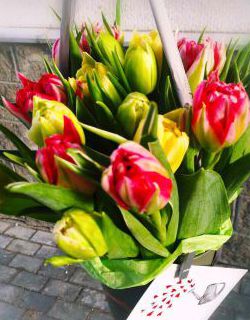 Огромный выбор цветов на весенний праздник 8 марта