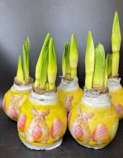 Луковицы амариллиса. Распродажа