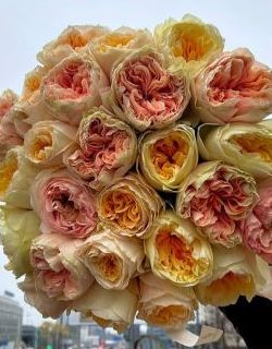 БУКЕТ НЕДЕЛИ: 25 роз от плантации Tessa (Эквадор) БУКЕТ НЕДЕЛИ: 25 роз от плантации Tessa (Эквадор)