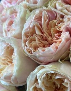 БУКЕТ НЕДЕЛИ: 25 роз от плантации Tessa (Эквадор)