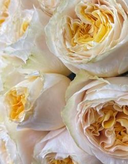 БУКЕТ НЕДЕЛИ: 25 роз от плантации Tessa (Эквадор)