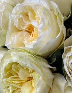 БУКЕТ НЕДЕЛИ: 25 роз от плантации Tessa (Эквадор)