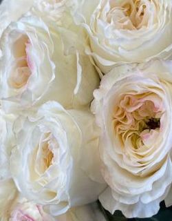 БУКЕТ НЕДЕЛИ: 25 роз от плантации Tessa (Эквадор)