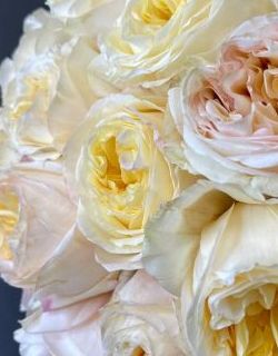 БУКЕТ НЕДЕЛИ: 25 роз от плантации Tessa (Эквадор)