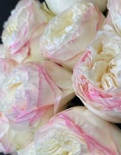 БУКЕТ НЕДЕЛИ: 25 роз от плантации Tessa (Эквадор)