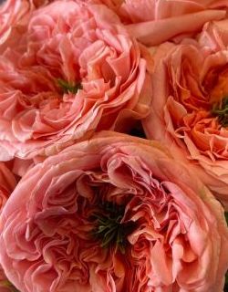 БУКЕТ НЕДЕЛИ: 25 роз от плантации Tessa (Эквадор)