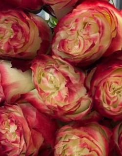 БУКЕТ НЕДЕЛИ: 25 роз от плантации Tessa (Эквадор)