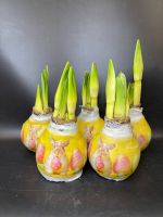 Луковицы амариллиса. Распродажа