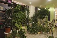 Весеннее суперпредложение: крупномерные растения по очень выгодным ценам