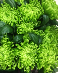 Хризантема Шамрок