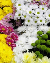 Хризантема кустовая в ассортименте разных сортов