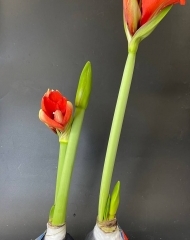 Луковицы красного амариллиса в воске с рисунком в ассортименте