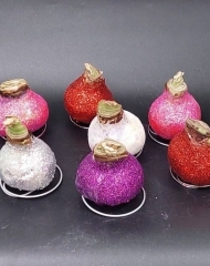 Луковицы амариллиса в воске