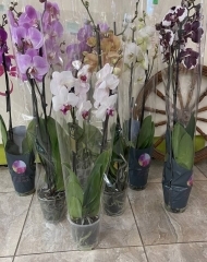 Орхидея Фаленопсис в ассортименте