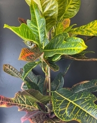 Кодиеум (Кротон) (h68/d18)