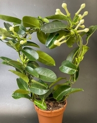 Стефанотис