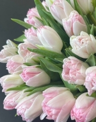 Тюльпан Фокстрот пионовидный 