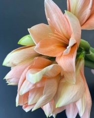 Хипеаструм (амариллис) Салмон персиковый