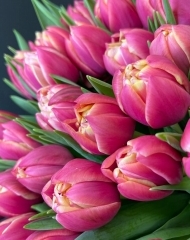 Тюльпан Колумбус пионовидный 