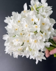 Нарцисс Зива