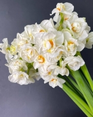 Нарцисс махровый белый