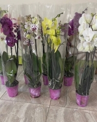 Орхидея Фаленопсис в ассортименте