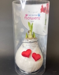 Луковицы амариллиса, покрытые белым воском ко Дню влюбленных в коробке