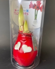 Луковицы красного амариллиса покрытые красным воском к Дню святого Валентина в коробке