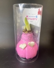 Луковицы амариллиса, покрытые розовым воском к Дню влюбленных