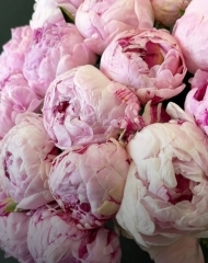 Пион Сара Бернар