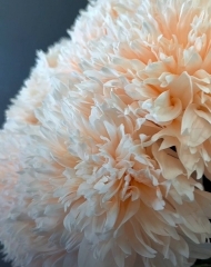 Хризантема Спайдер Пич