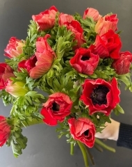 Анемон Мистраль Ред