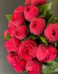 Роза Ред Пиано пионовидная 