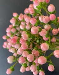 Гиперикум (Зверобой)