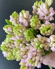 Гиацинт розовый 