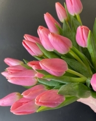 Тюльпан Масковри