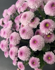 Хризантема Шугар Банни