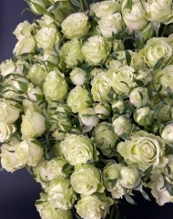 Роза кустовая Лимузин