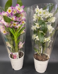 Дендробиум в горшке в ассортименте