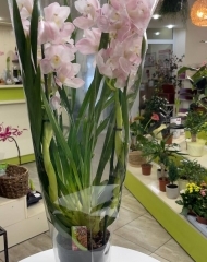 Цимбидиум в горшке в ассортименте