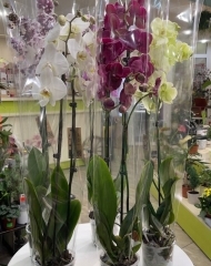 Орхидея Фаленопсис 2 ствола в ассортименте