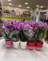  Орхидея Фаленопсис мини в керамическом горшке