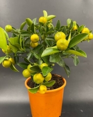 Цитрус Митис с плодами