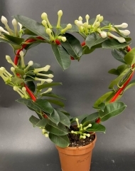 Стефанотис (d12)