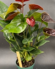 Антуриум красно-коричневый  (d14)