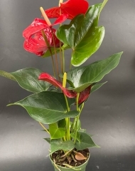 Антуриум красный (d12)