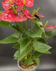 Антуриум красный (d17)