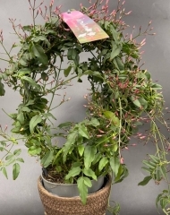 Жасмин комнатный